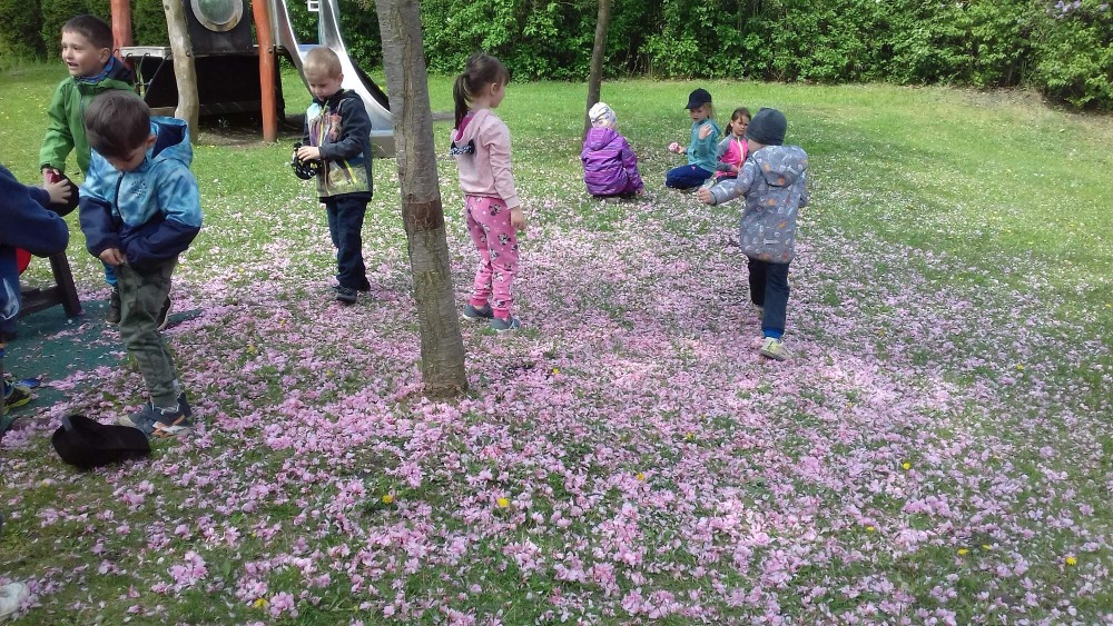 Děti si hrají s opadanými květy okrasné jabloně.